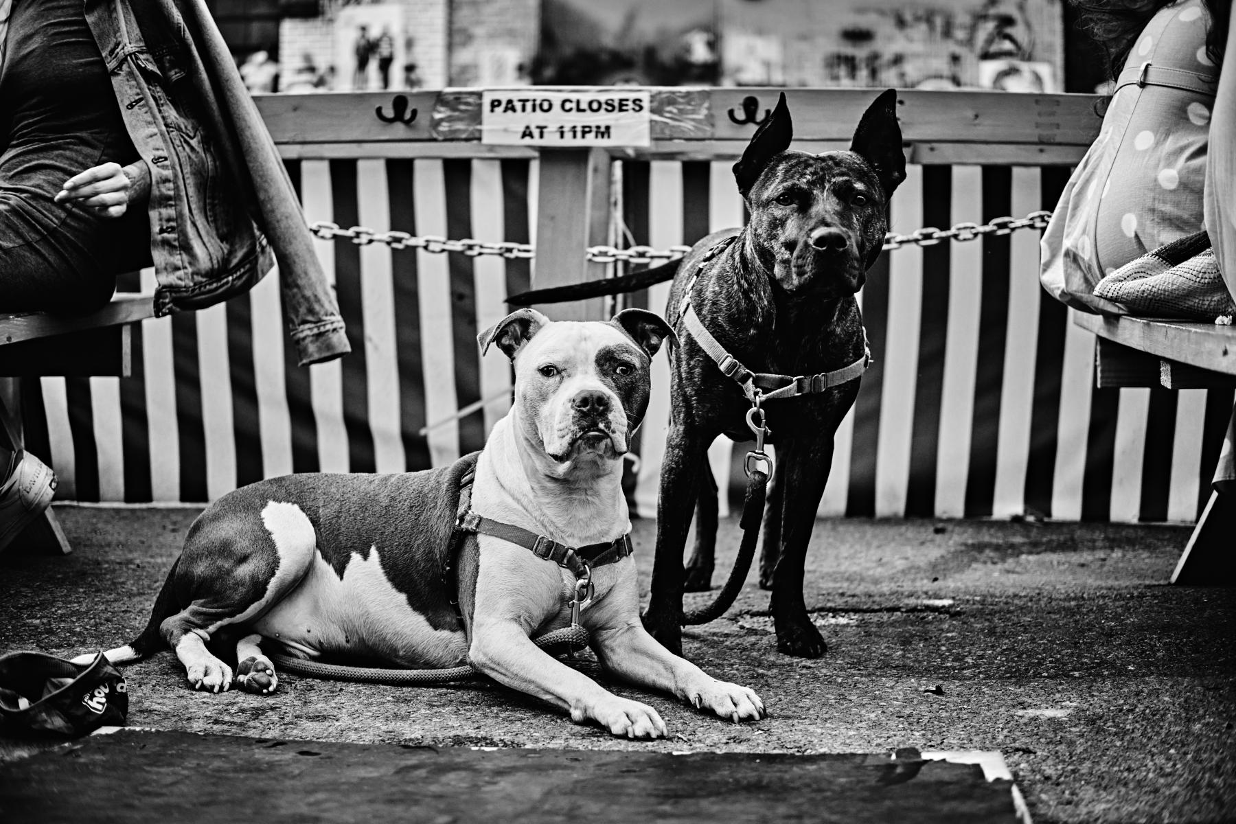  : NYC Dog Snaps : Joshua Janke Photography