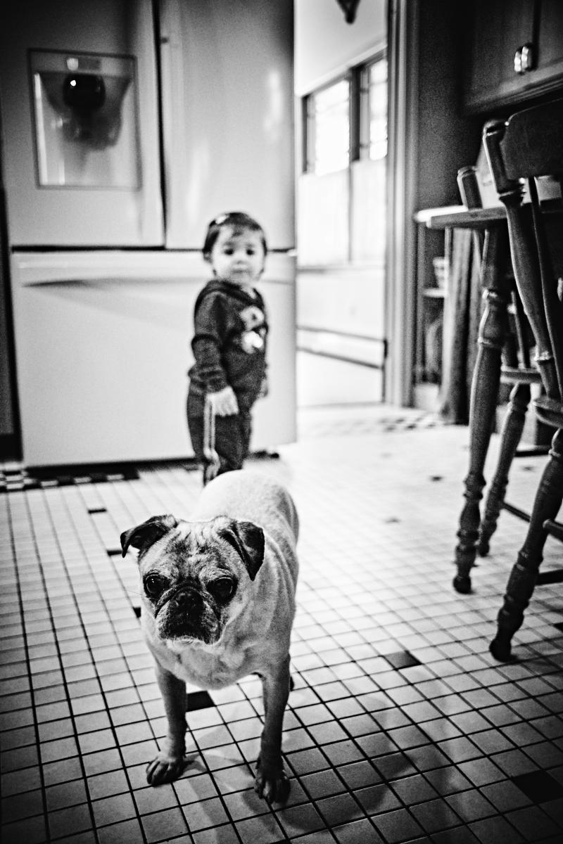  : NYC Dog Snaps : Joshua Janke Photography