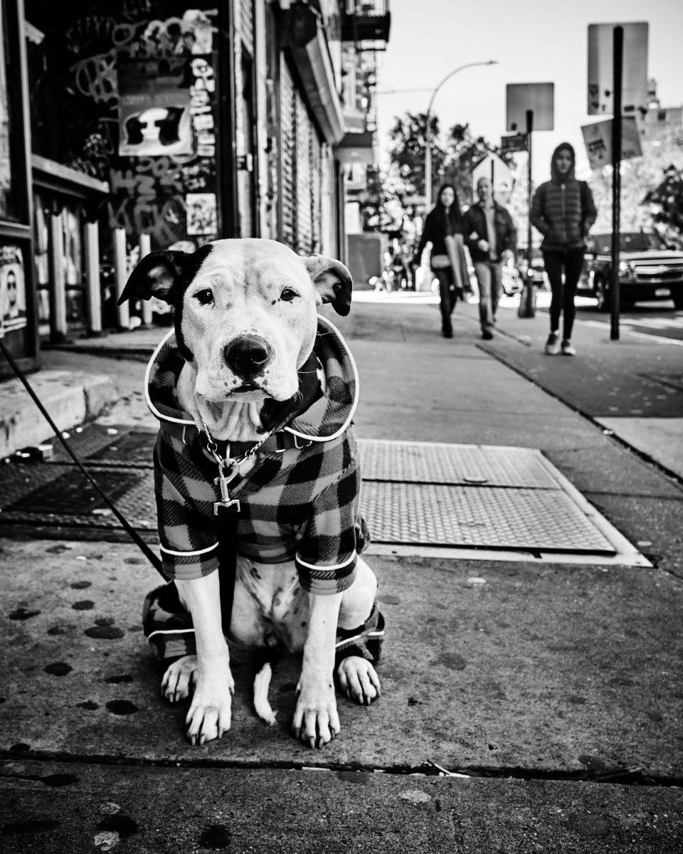  : NYC Dog Snaps : Joshua Janke Photography