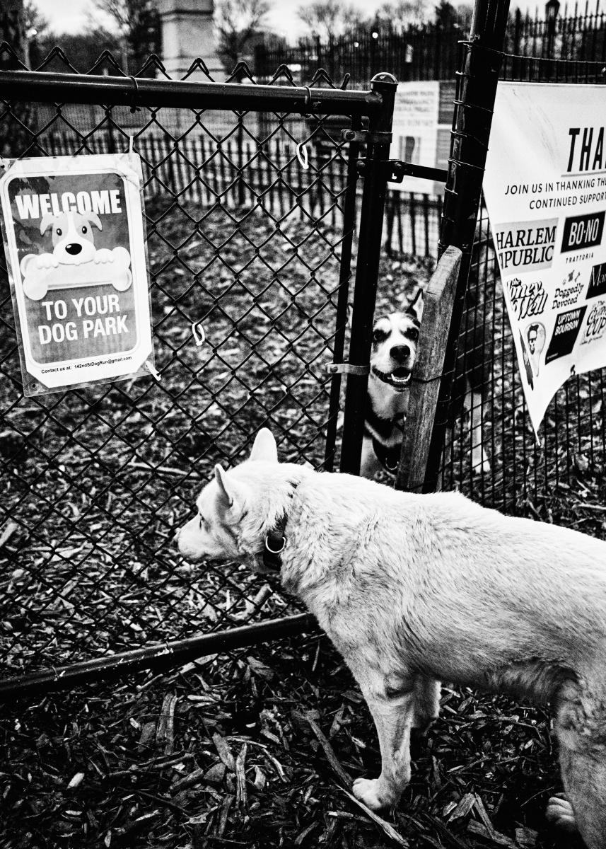  : NYC Dog Snaps : Joshua Janke Photography