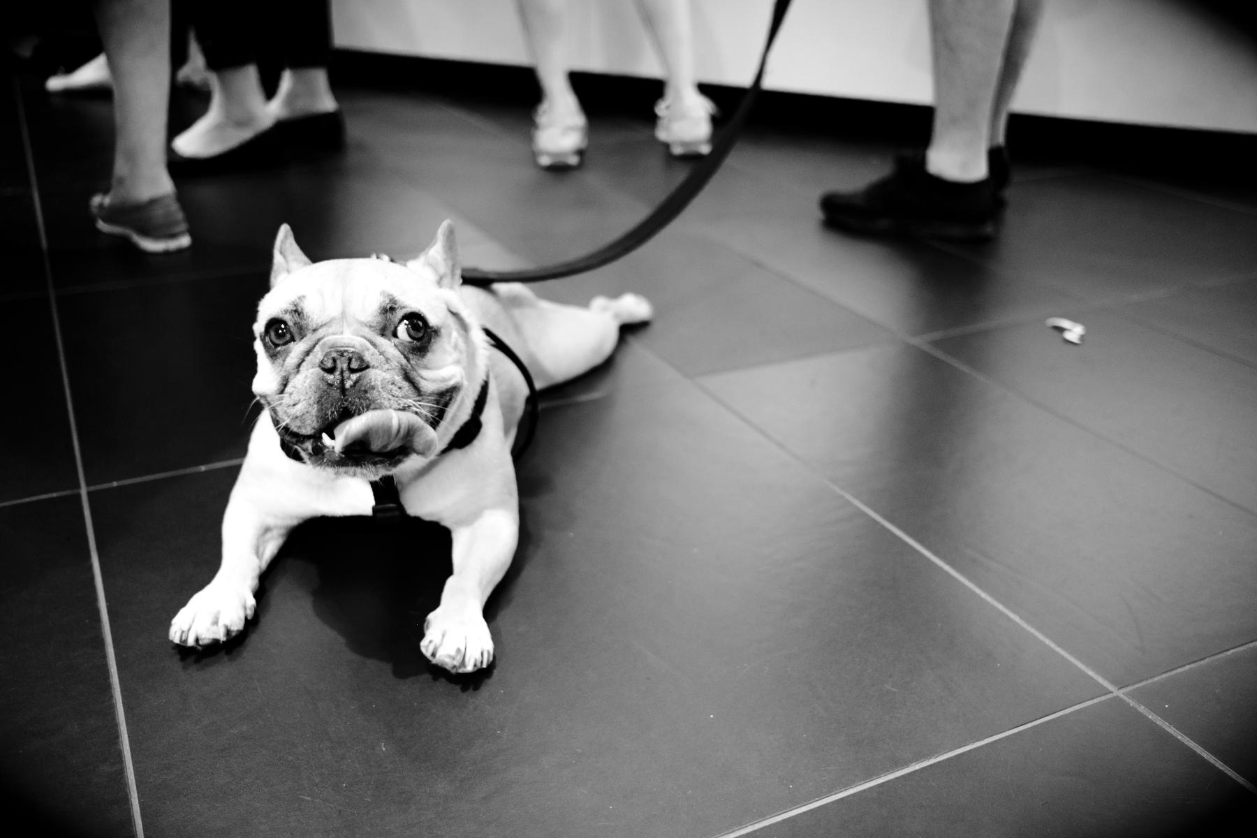  : NYC Dog Snaps : Joshua Janke Photography