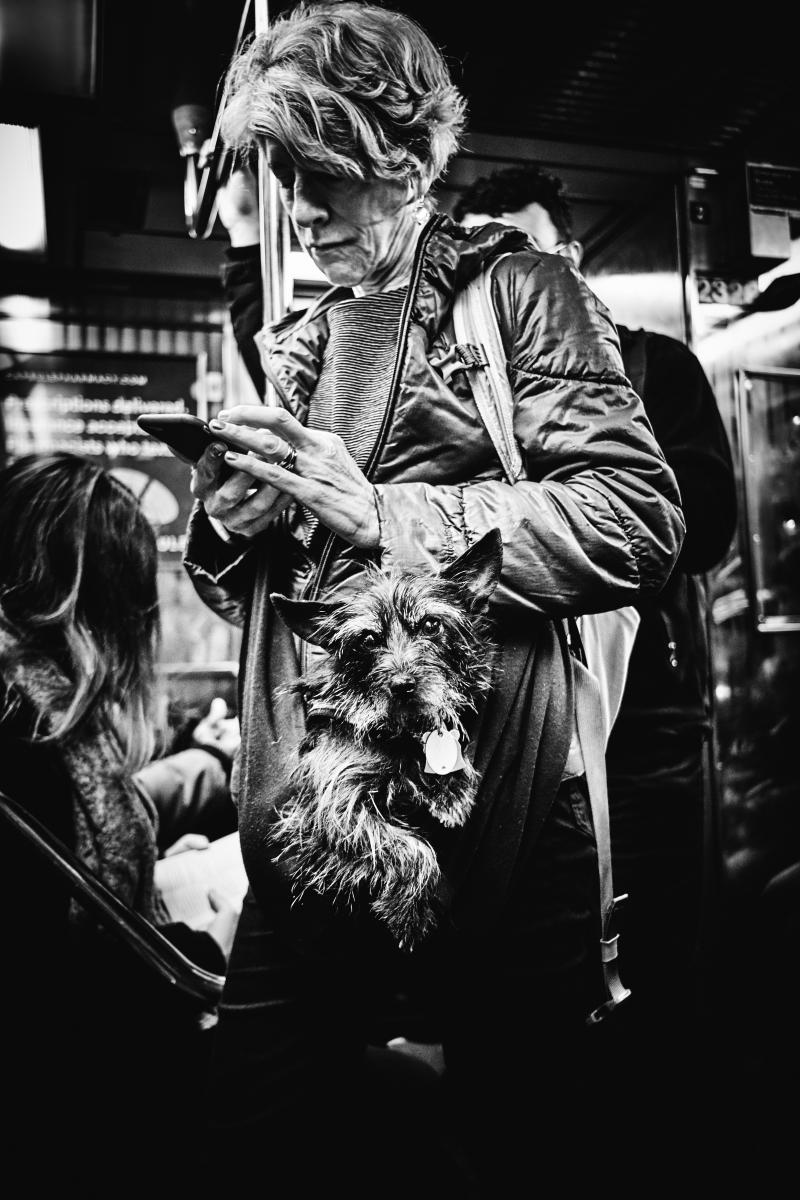  : NYC Dog Snaps : Joshua Janke Photography