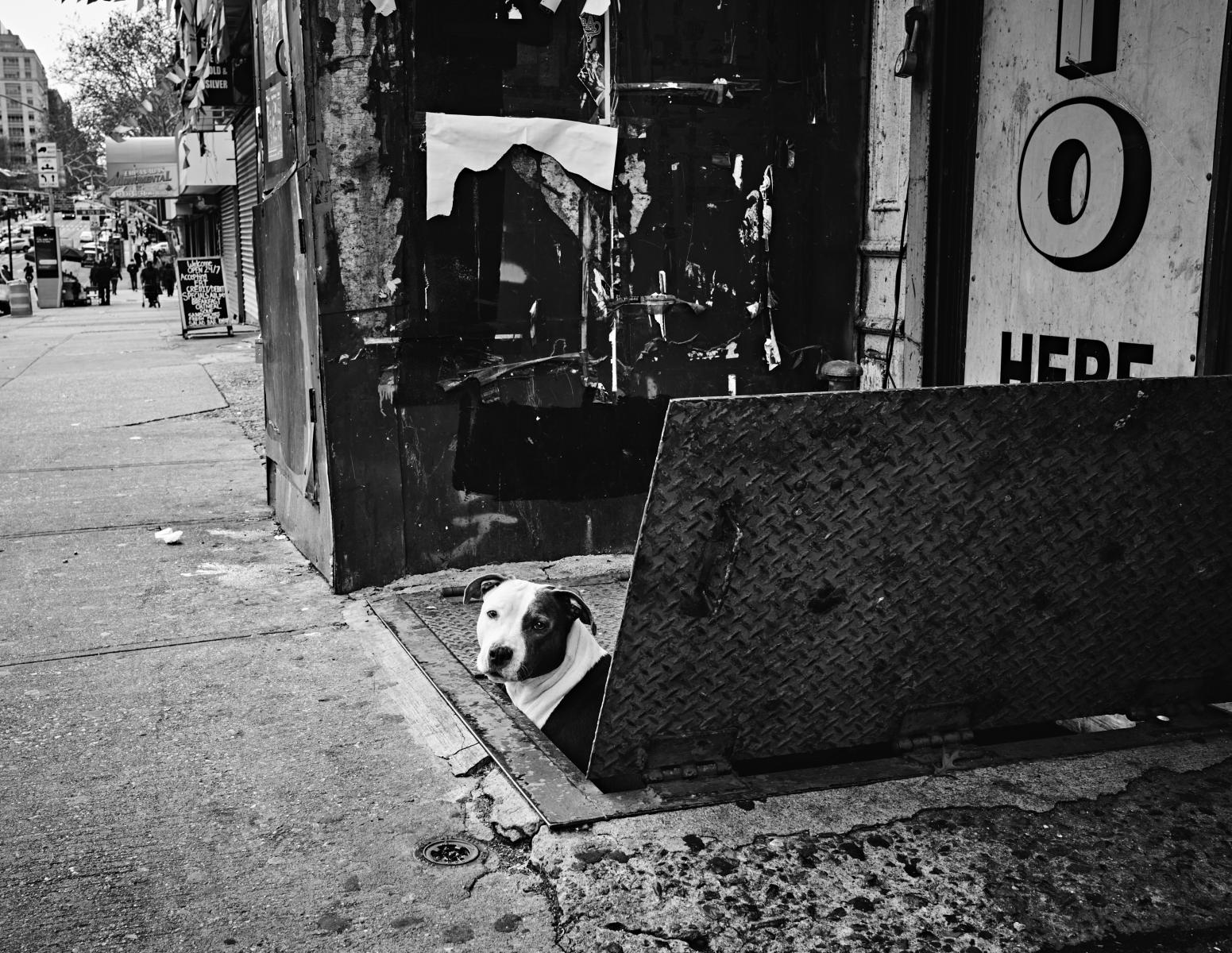  : NYC Dog Snaps : Joshua Janke Photography