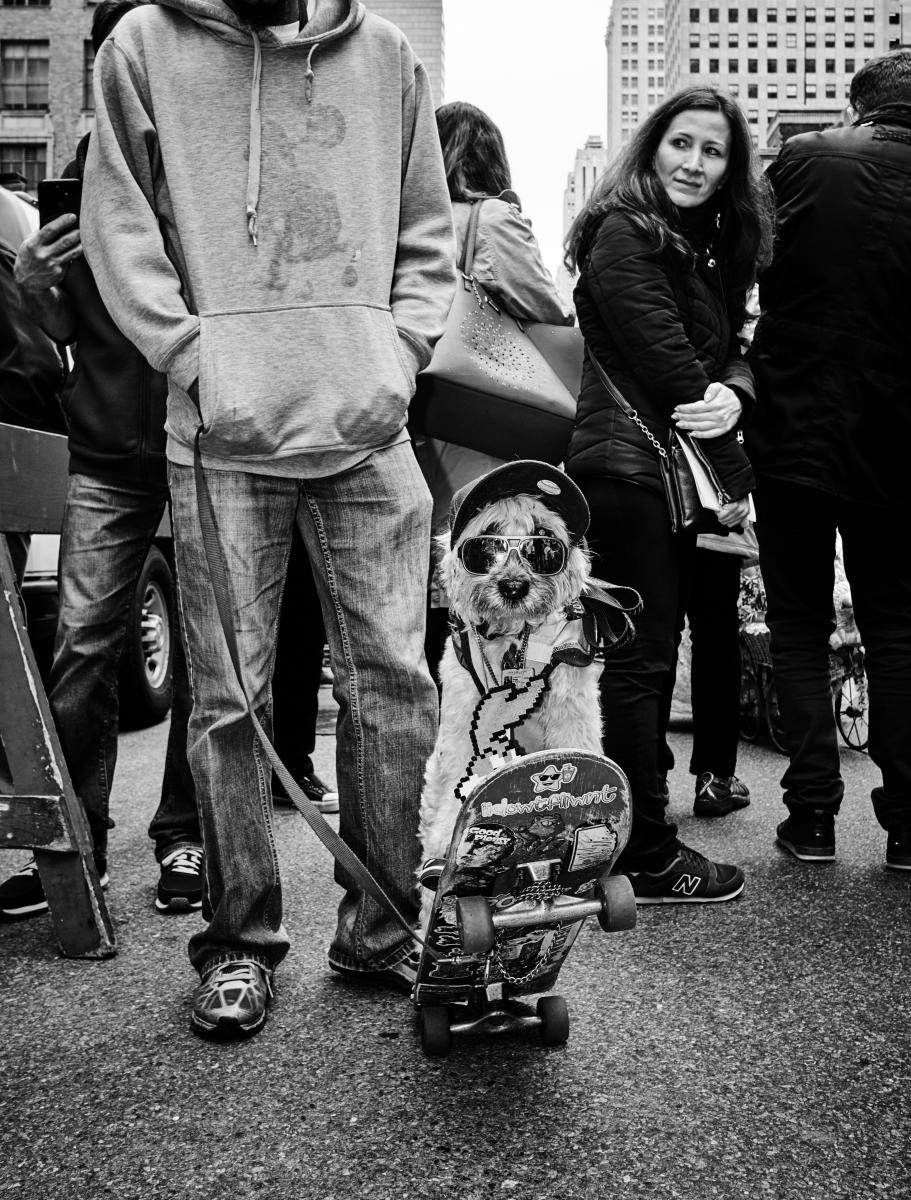  : NYC Dog Snaps : Joshua Janke Photography