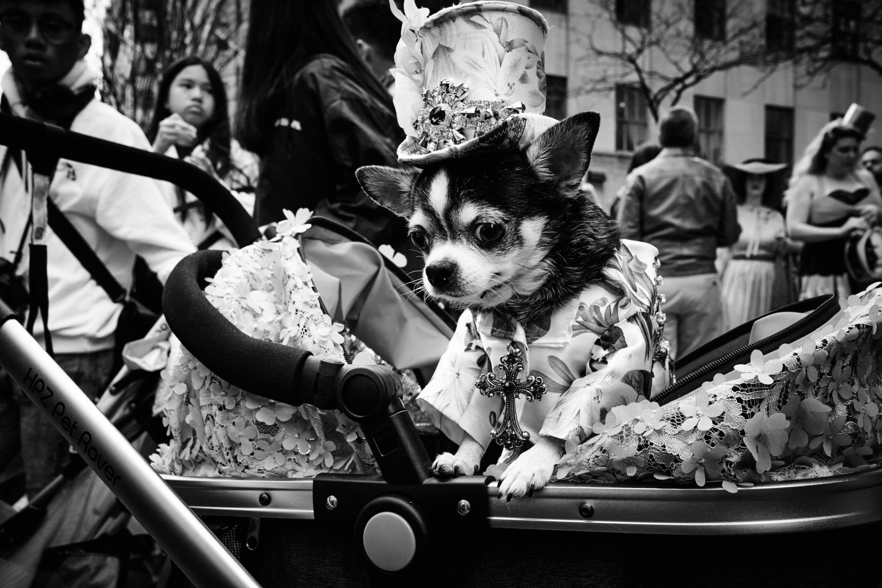  : NYC Dog Snaps : Joshua Janke Photography