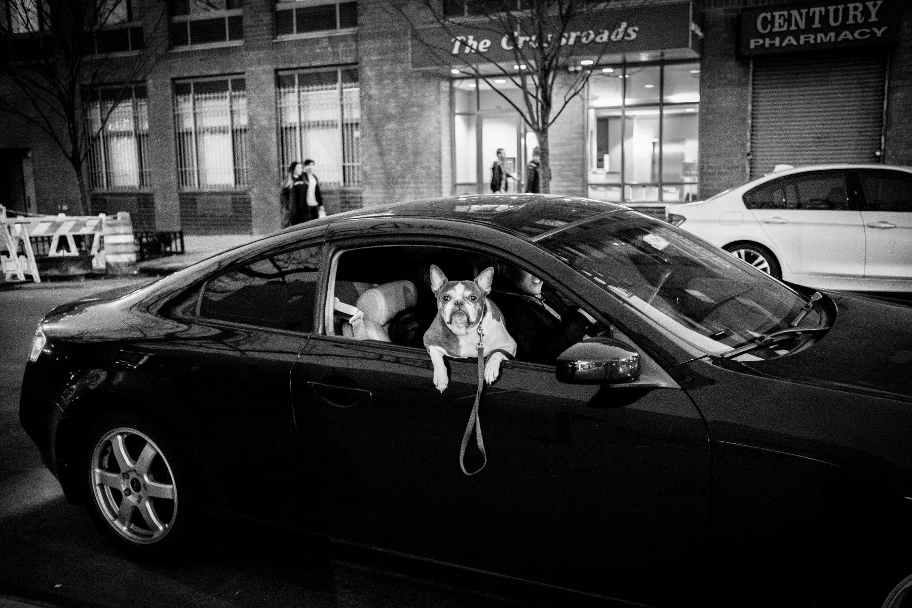  : NYC Dog Snaps : Joshua Janke Photography