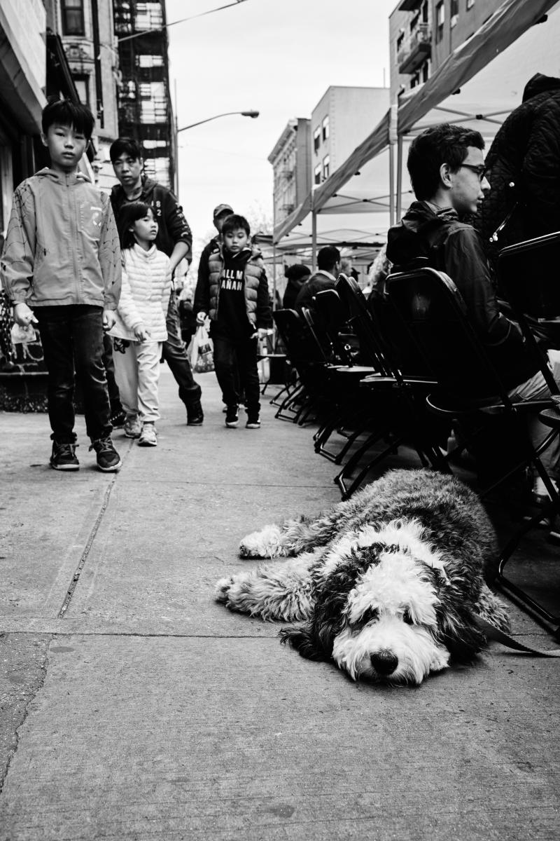  : NYC Dog Snaps : Joshua Janke Photography