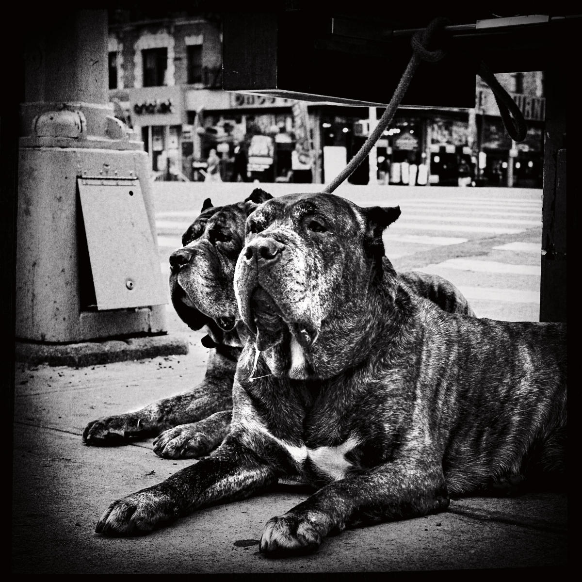  : NYC Dog Snaps : Joshua Janke Photography